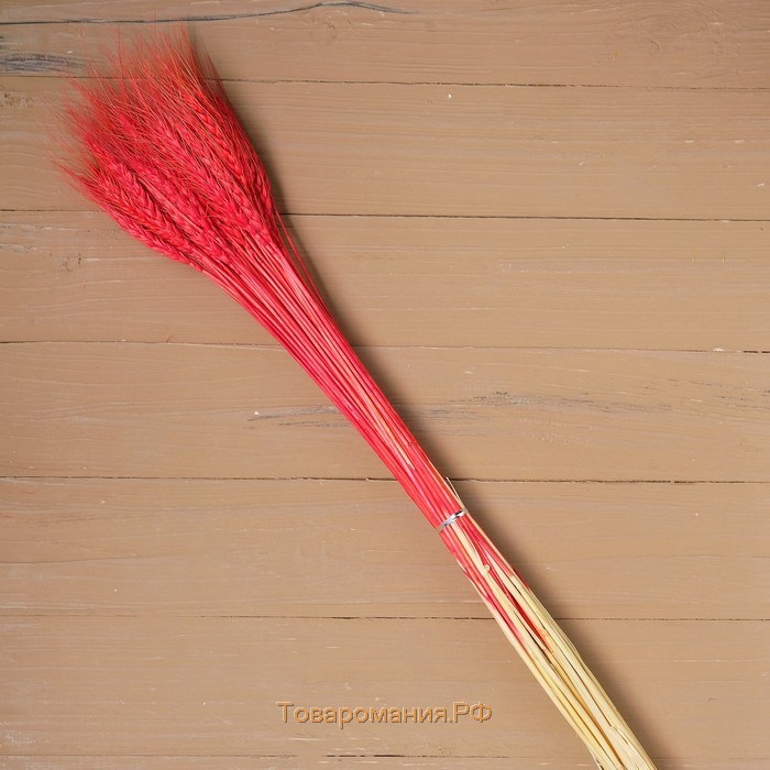 Сухой колос пшеницы, набор 50 шт., цвет красный