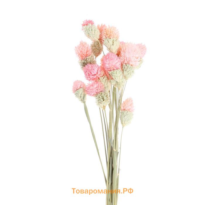 Сухоцвет «Гомфрена шаровидная» набор — от 17 до 20 шт., цвет розовый