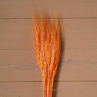 Сухой колос пшеницы, набор 50 шт., цвет оранжевый