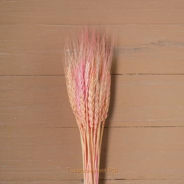 Сухой колос пшеницы, набор 50 шт., цвет розовый