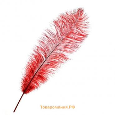Перо для декора, длина: от 45 до 50 см, цвет бордовый