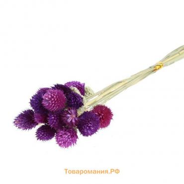 Сухоцвет «Гомфрена шаровидная» набор 20 шт., цвет тёмно-фиолетовый