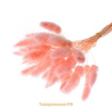 Сухоцветы «Лагурус», набор 30 шт., цвет розовый