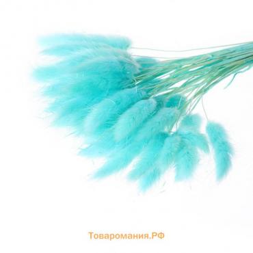 Сухоцветы «Лагурус», набор 30 шт., цвет голубой